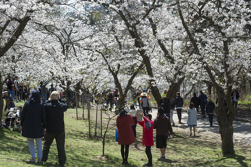 Toronto High Park cherry blossom