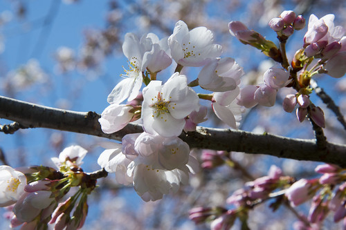 Cherry blossom stage