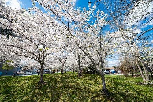 Cherry blossom