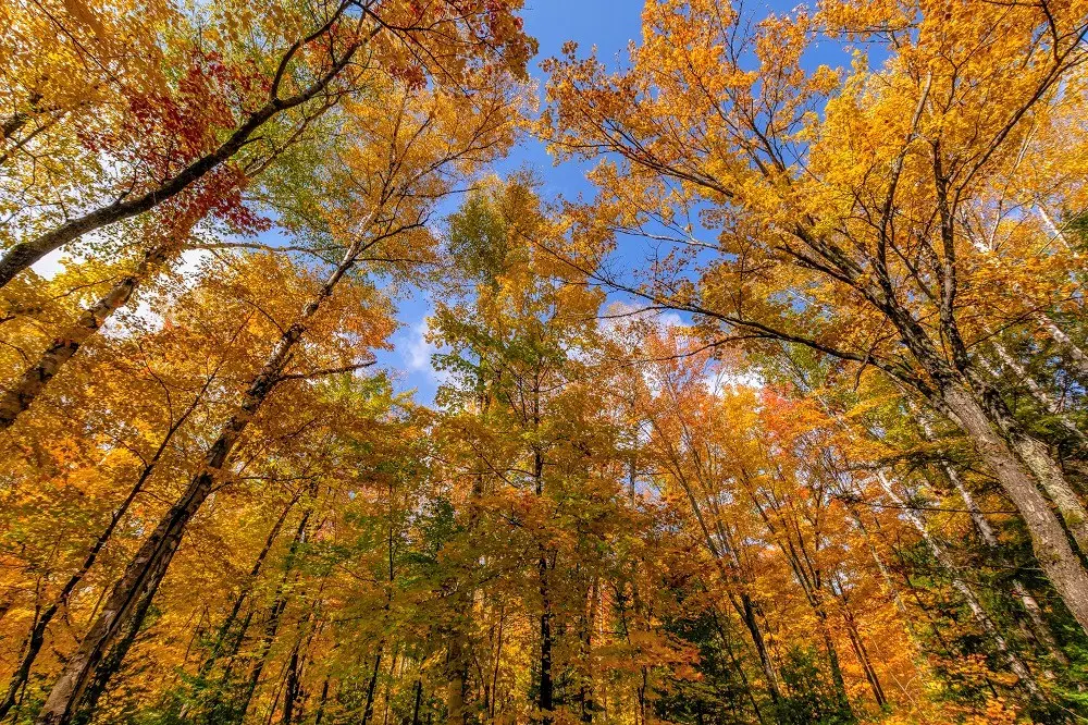 Fall_Colours_in_Ontario_Milkisew_provincial_park