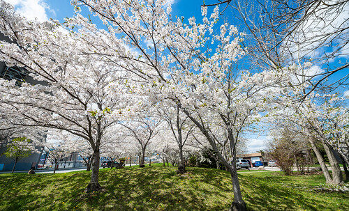 Cherry blossom