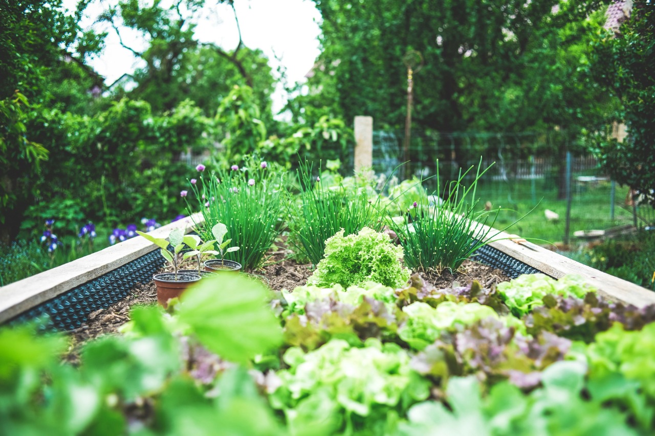 backyard garden