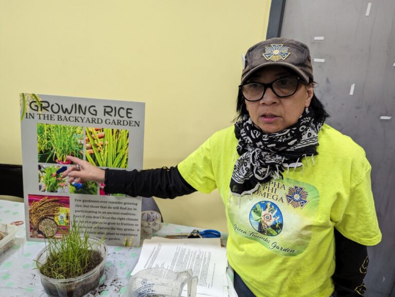 Jewel Gomes demonstrated rice planting