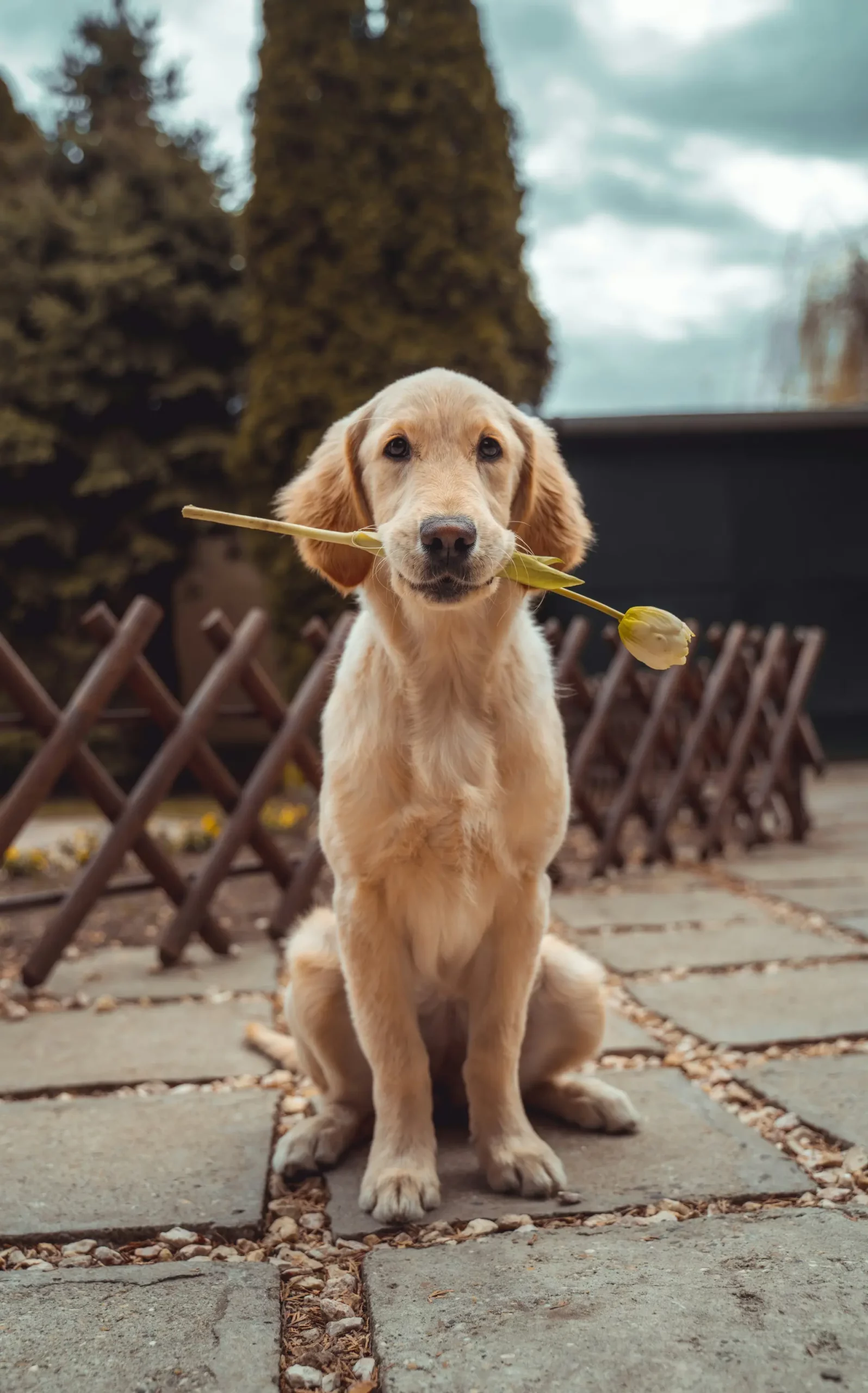 National_Dog_Day_2024_dog_with_flower